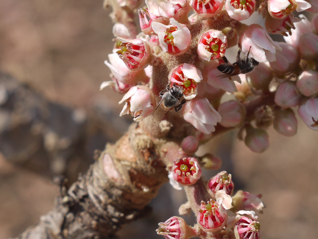 Boswellia serrata